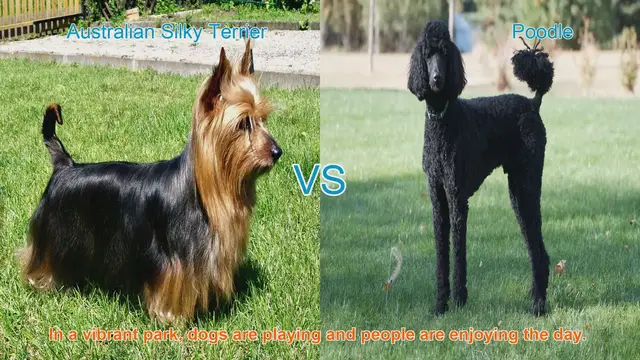 Video thumbnail for Australian Silky Terrier vs. Poodle: A Comparison of Beloved Dog Breeds