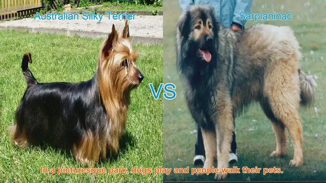 Video thumbnail for Comparing Australian Silky Terrier and Šarplaninac: Breeds Unveiled