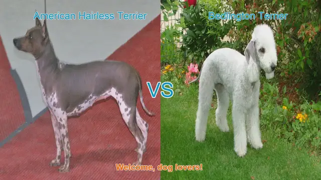 Video thumbnail for American Hairless Terrier vs. Bedlington Terrier: A Comparison for Dog Lovers