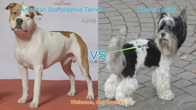 Video thumbnail for American Staffordshire Terrier vs. Biewer Terrier: A Comparison