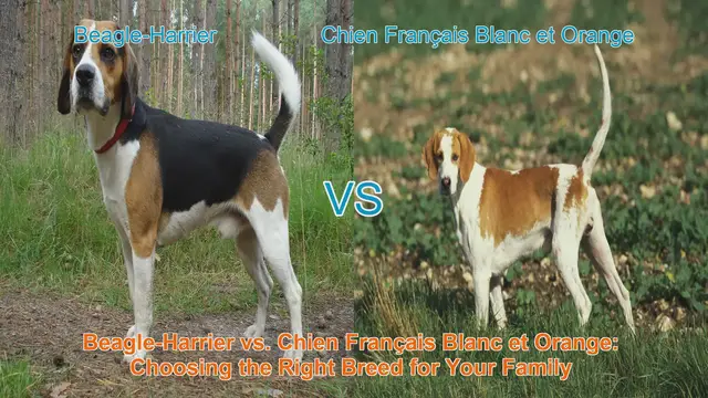 Video thumbnail for Beagle-Harrier vs. Chien Français Blanc et Orange: Choosing the Right Breed for Your Family