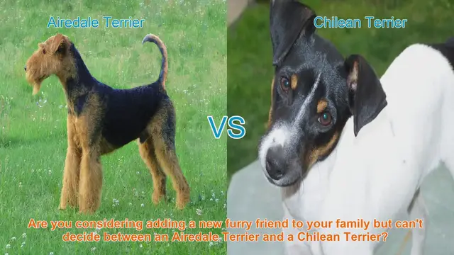 Video thumbnail for Airedale Terrier vs. Chilean Terrier: Choosing the Right Dog Breed for Your Family