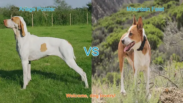 Video thumbnail for Ariège Pointer vs. Mountain Feist: A Comprehensive Comparison