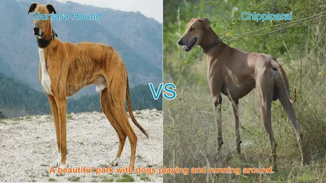 Video thumbnail for Exploring Banjara Hound and Chippiparai: Graceful Long-Leg Dog Breeds