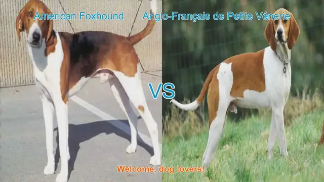 Video thumbnail for American Foxhound vs. Anglo-Français de Petite Vénerie: A Comparison