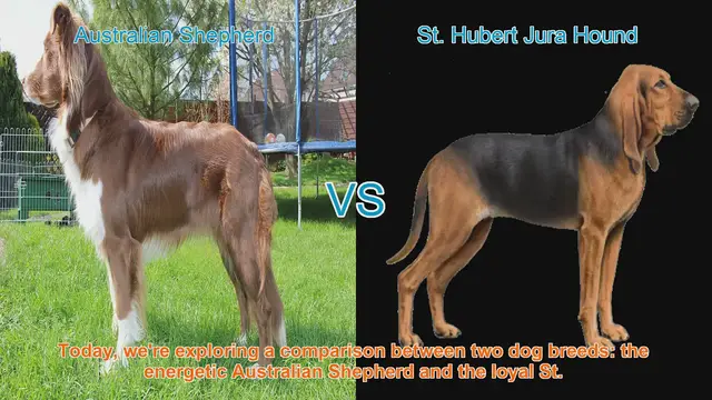 Video thumbnail for Australian Shepherd vs. St. Hubert Jura Hound: A Breed Comparison