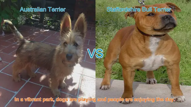Video thumbnail for Australian Terrier vs. Staffordshire Bull Terrier: A Breed Comparison