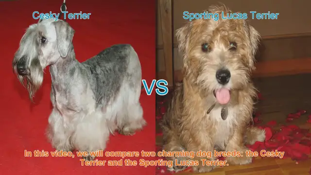 Video thumbnail for Comparing Cesky Terrier and Sporting Lucas Terrier: Breed Breakdown