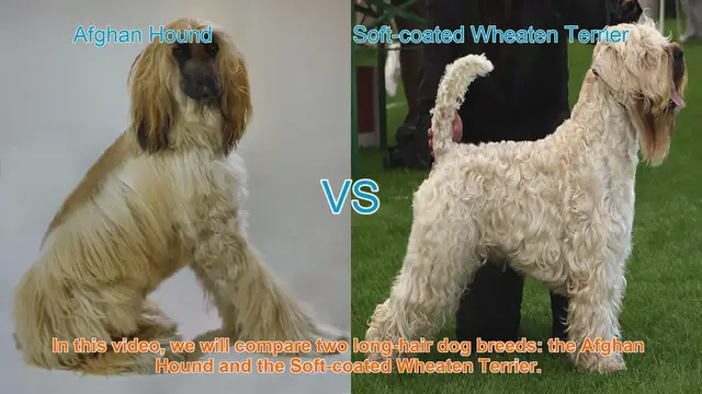 Video thumbnail for Comparing Afghan Hound and Soft-coated Wheaten Terrier: Origins, Appearance, Temperament, and More!