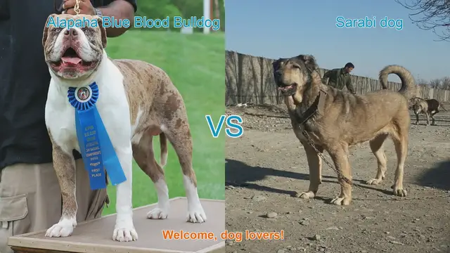 Video thumbnail for Alapaha Blue Blood Bulldog VS Sarabi dog