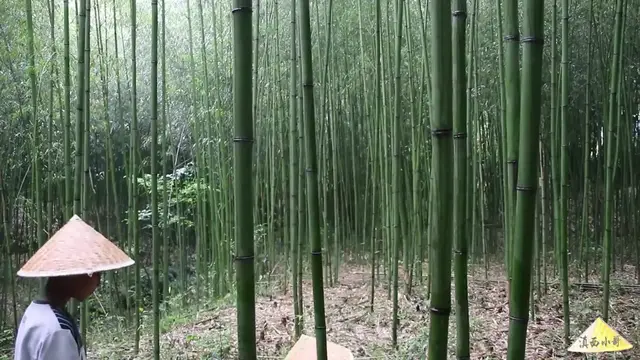 Video thumbnail for 云南香糯特色小吃：竹筒粑粑，小时候看西游记里猪八戒吃就看馋了【滇西小哥】 (720p 30fps)