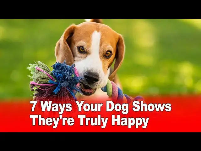 Video thumbnail for 7 Ways Your Dog Shows They're Truly Happy