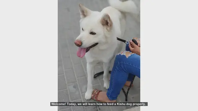 Video thumbnail for How to Properly Feed Your Kishu Dog