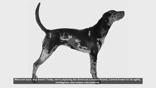 Video thumbnail for American Leopard Hound Health Concerns: What You Need to Know