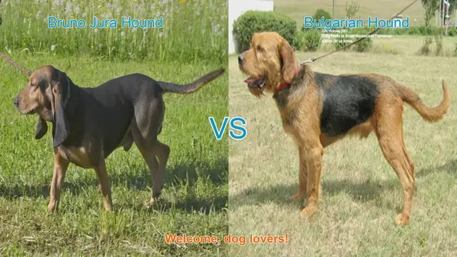 Video thumbnail for Exploring Bruno Jura Hound and Bulgarian Hound: A Unique Dog Breed Comparison
