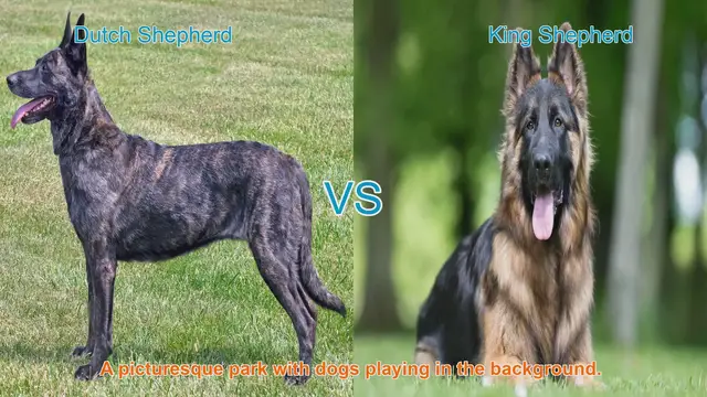 Video thumbnail for Dutch Shepherd vs. King Shepherd: A Comprehensive Comparison