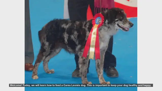 Video thumbnail for How to Properly Feed Your Carea Leonés Dog