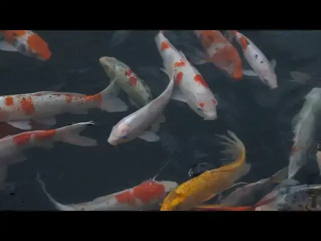 Video thumbnail for Koi Fish Breeding Season: Essential Guide for Pond Owners