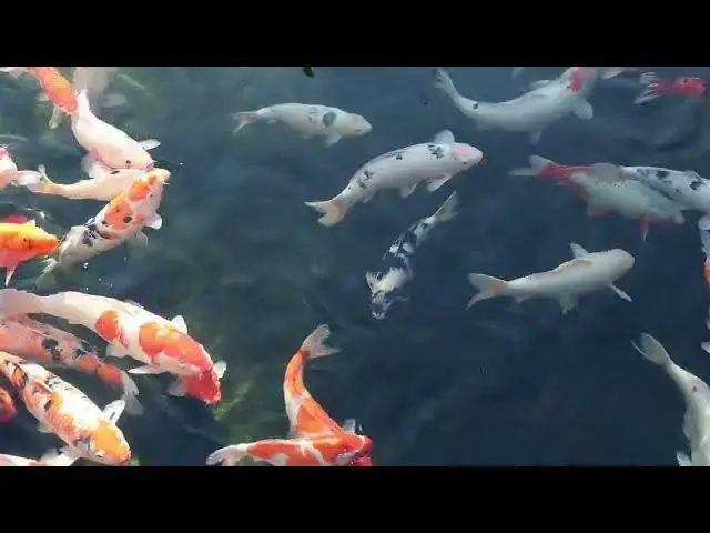 Video thumbnail for Koi Fish Breeding in Tropical Climates: Tips and Techniques