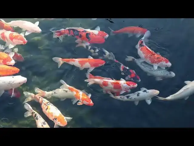Video thumbnail for Koi Fish in Japanese Architecture: Symbol of Strength and Beauty