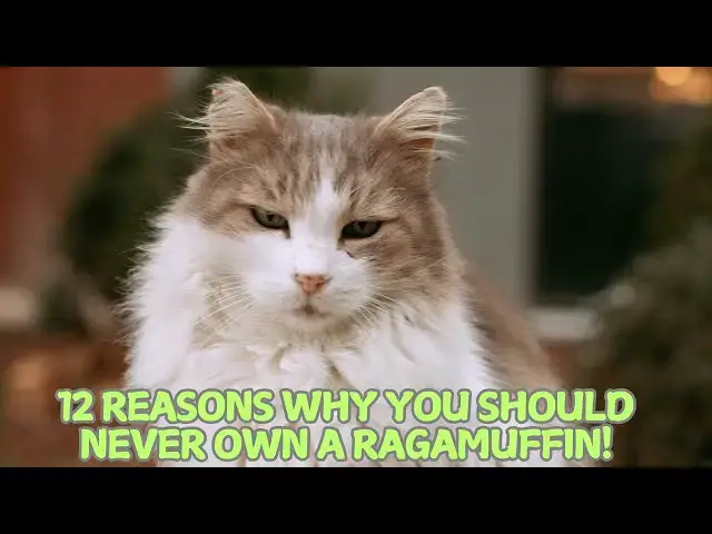Video thumbnail for 12 Reasons Why You Should Never Own a RagaMuffin! 😼💔