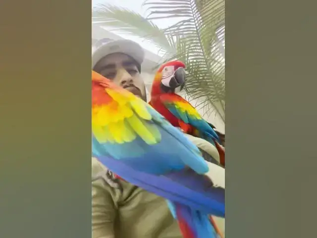 Video thumbnail for My loving birds
