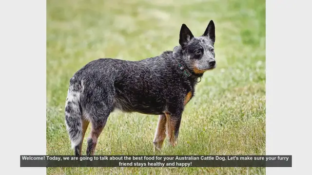 Video thumbnail for Best Food for Your Australian Cattle Dog: Keep Them Healthy and Happy!