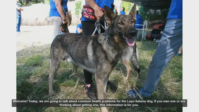 Video thumbnail for Common Health Problems in Lupo Italiano Dogs: What You Need to Know