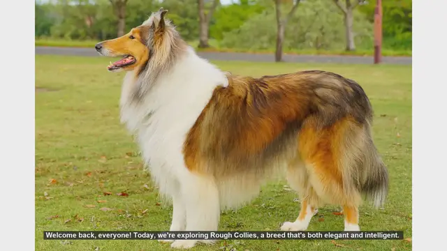 Video thumbnail for Rough Collies: Pros and Cons of Owning This Elegant Breed