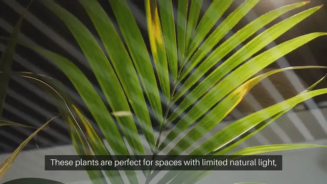 Video thumbnail for Best Houseplants For Low Light