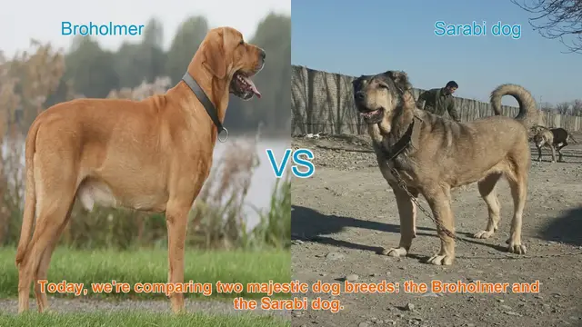 Video thumbnail for Broholmer vs. Sarabi Dog: A Comparison of Majestic Breeds