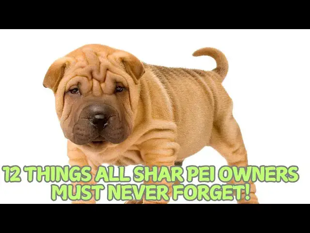 Video thumbnail for 12 Things All Shar Pei Owners Must Never Forget! 🐶