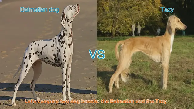 Video thumbnail for Dalmatian vs. Tazy: A Comprehensive Breed Comparison