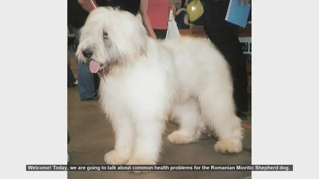 Video thumbnail for Common Health Problems in Romanian Mioritic Shepherd Dogs