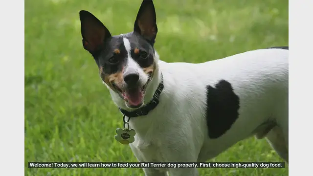 Video thumbnail for How to Properly Feed Your Rat Terrier: Tips for a Healthy Diet