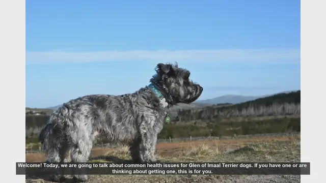 Video thumbnail for Common Health Issues in Glen of Imaal Terriers: What You Need to Know