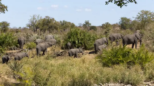 Video thumbnail for Kruger Nationalpark - Luvuvhu und Babalala Picnic Side | Südafrika