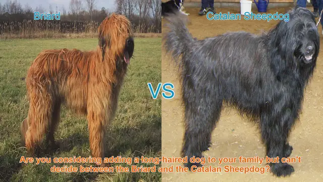 Video thumbnail for Briard vs. Catalan Sheepdog: Choosing the Perfect Long-Haired Companion