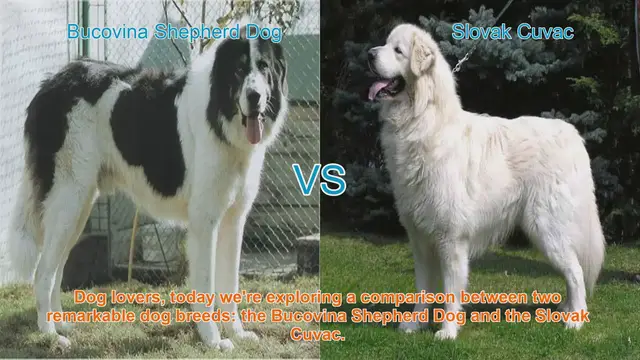 Video thumbnail for Bucovina Shepherd Dog vs. Slovak Cuvac: A Comparison of Remarkable Dog Breeds