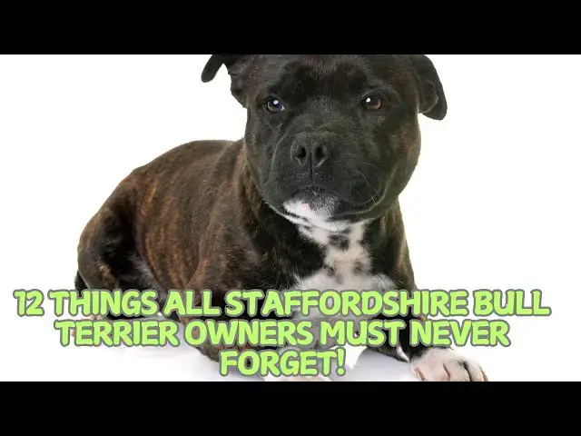 Video thumbnail for 12 Things All Staffordshire Bull Terrier Owners Must Never Forget! 🐶