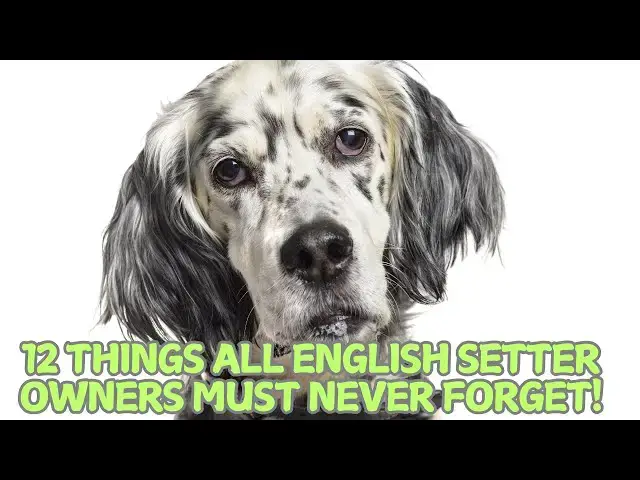 Video thumbnail for 12 Things All English Setter Owners Must Never Forget! 🐕✨