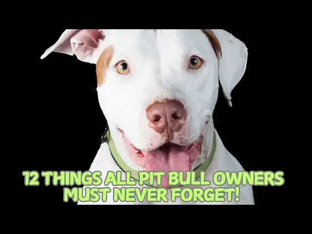 Video thumbnail for 12 Things All Pit Bull Owners Must Never Forget! 🐾