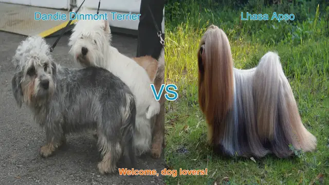 Video thumbnail for Dandie Dinmont Terrier vs. Lhasa Apso: A Comparison of Two Charming Dog Breeds