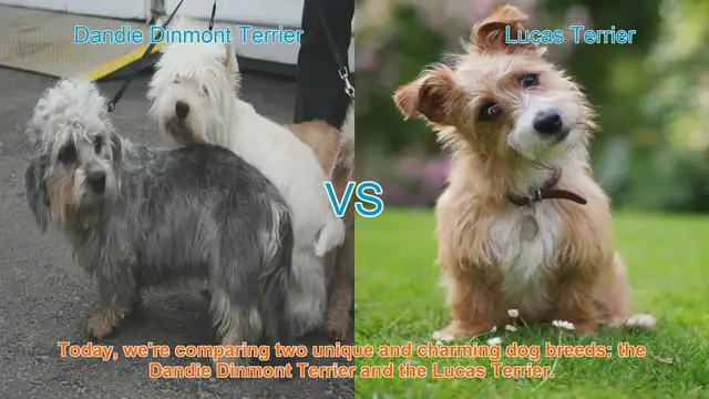 Video thumbnail for Dandie Dinmont Terrier vs. Lucas Terrier: A Breed Comparison