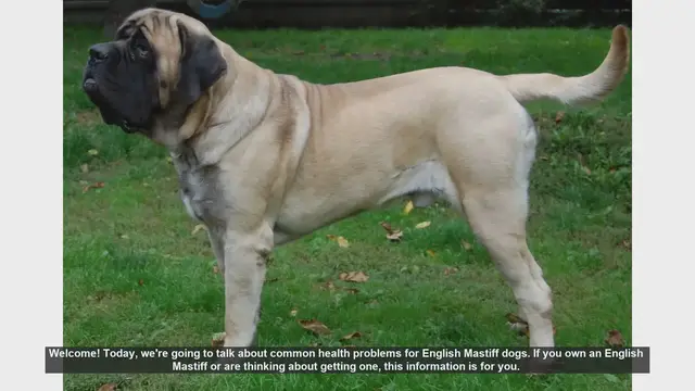 Video thumbnail for Common Health Problems in English Mastiff Dogs