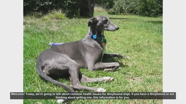 Video thumbnail for Common Health Issues in Greyhound Dogs: What Every Owner Should Know