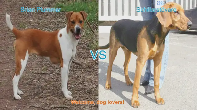 Video thumbnail for Dog Breed Comparison: Brian Plummer Terrier vs. Schillerstövare