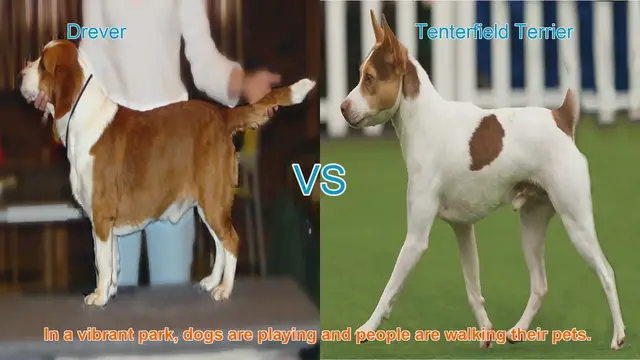 Video thumbnail for Drever vs. Tenterfield Terrier: A Comparison of Two Unique Dog Breeds