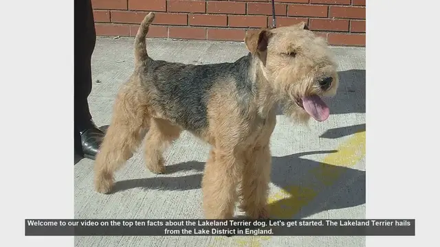 Video thumbnail for Top 10 Facts About the Lakeland Terrier