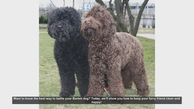 Video thumbnail for How to Bathe Your Barbet Dog: Step-by-Step Guide